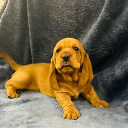 Male Red (Pumpkin) - Red and white male Basset Hound puppy in Oviedo, Florida from Boss Farms
