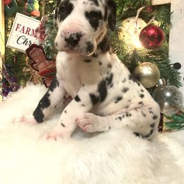 Pretty - Great Dane puppy from Quarter Creek Danes