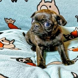 Brindle boy - Brindle male Pug puppy in Fall Creek, Wisconsin from Heartville Pugs