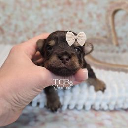 Ashton - Chocolate and tan male Yorkshire Terrier puppy in Greenwood County, South Carolina from TCB Yorkies