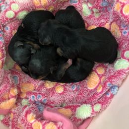 Yorkshire Terrier Puppies from Jackie Jenny’s Precious Yorkies