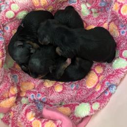 Yorkshire Terrier Puppies from Jackie Jenny’s Precious Yorkies