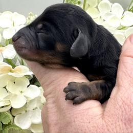 Dove - Black and tan female Dachshund puppy in Exeter, California from Sawtooth Miniature Dachshunds
