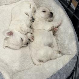 West Highland White Terrier Puppies from SunPeak West Highland White Terriers
