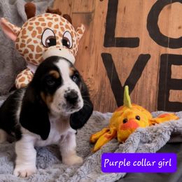 Basset Hound Puppies from Baggy Butt Bassets