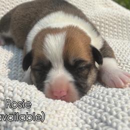 Rosie - Red female Pembroke Welsh Corgi puppy in Boones Mill, Virginia from Cahas Corgis of Virginia