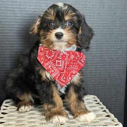 Crown - Black and tan male Cavapoo puppy in Shipshewana, Indiana from Shelli's Puppies