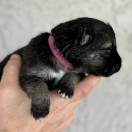 Milo - Black and silver German Shepherd puppy in Peoria, Arizona from Sunrise Shepherds