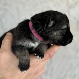 Milo - Black and silver German Shepherd puppy in Peoria, Arizona from Sunrise Shepherds