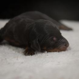 Doberman Pinscher Puppies from Warsong Dobermann