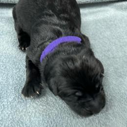 Girl 2 - purple collar - Black female German Shepherd puppy in Sharon Grove, Kentucky from Julie’s Shepherds