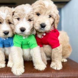 Bernedoodle and Goldendoodle Puppies from Saluda Ridge Goldendoodles