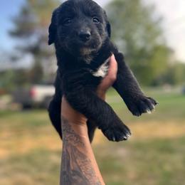Girl 2 - female Golden Mountain Dog puppy in Montrose, Michigan from Spraggins Sweet Acres