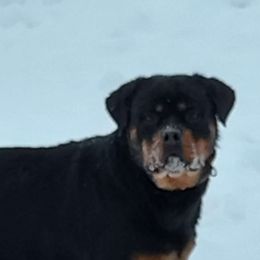 Brandy - Rottweiler