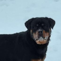 Brandy - Rottweiler