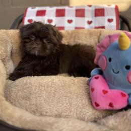 Clayton - Chocolate male Shih Tzu puppy in Las Vegas, Nevada from Vegas Shih Tzus