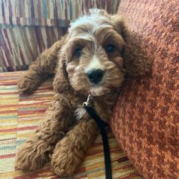 Giorgio - Red male Cavapoo puppy in Temecula, California from Designer Doodles