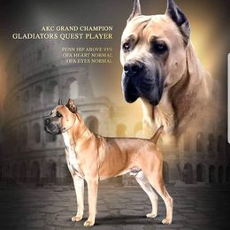 Player - Cane Corso
