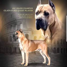 Player - Cane Corso