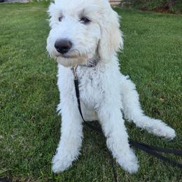 CAPTAIN - White male Poodle puppy in Aurora, Colorado from Simply Amazing Doodles