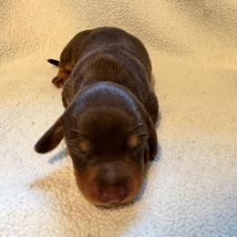 CKC Boy 2 - Chocolate and tan male Dachshund puppy in Grand Valley, Pennsylvania from Dachshunds on the Hill