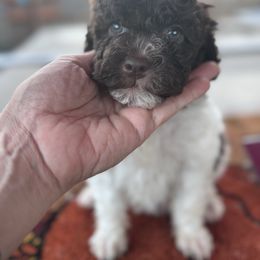 Puppy 6 - Brown roan female Lagotto Romagnolo puppy in Chico, California from Anna’s Lagottos