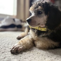 Dalmatian and Poodle Puppies from Exquisite Dalmatians & Standard Poodles