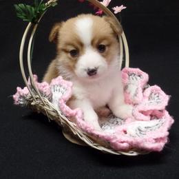 Pembroke Welsh Corgi Puppies from Foxfurewe Corgis