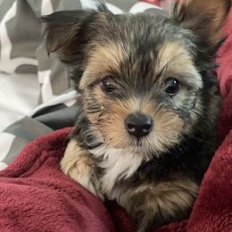 Morkies and Yorkshire Terriers from Christ Like Pups