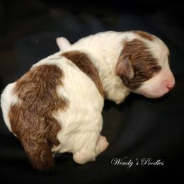 Chocolate Parti Time - Parti male Poodle puppy in Norman, Indiana from Wendy's Poodles