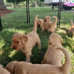 Bernedoodle and Goldendoodle Puppies from Sukisdoodles