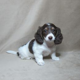 Roxy - Chocolate and tan female Dachshund puppy in Pana, Illinois from Doxie Waggin Tails