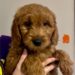 Sneezy - Red  Goldendoodle puppy in Dayton, Tennessee from MK Goldendoodles