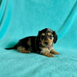 Reba - Dapple female Dachshund puppy in Stilwell, Oklahoma from Mountain Top Dachshunds