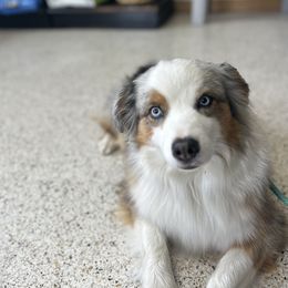 Tess - Australian Shepherd