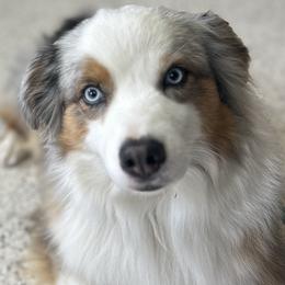 Tess - Australian Shepherd