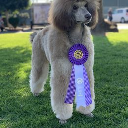 Poodle All Grown Up from Precisely Poodles