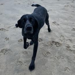 Millie - German Shorthaired Pointer