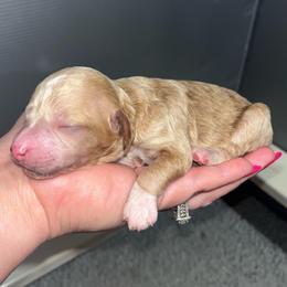 Boy 4 - Apricot male Poodle puppy in Calimesa, California from Teakwoodpoodleofsocal