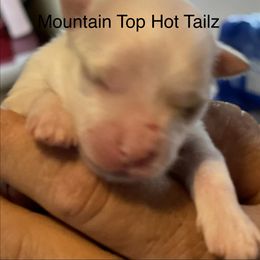 Lulu - White female Morkie puppy in Taylorsville, North Carolina from Mountain Top Hot Tailz