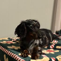 Dachshunds from Precious Paws