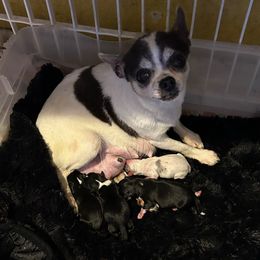 Cambridge - Chihuahua