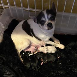 Cambridge - Chihuahua