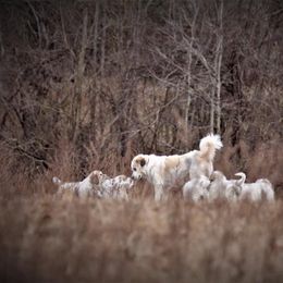 Great Pyrenees and Leonberger Puppies from Easter Acres