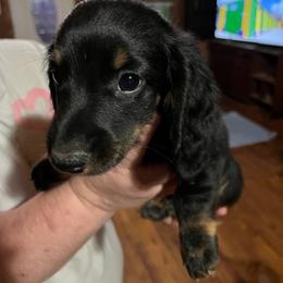 Harley - Black and tan male Dachshund puppy in Harriet, Arkansas from B&K Dachshunds