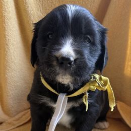 Female Yellow White - female Golden Mountain Dog puppy in Tacoma, Washington from Canyon Meadows Farm