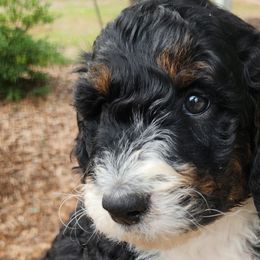 Aussiedoodles from Ivy & Oak Doodles