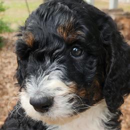 Aussiedoodles from Ivy & Oak Doodles