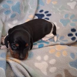 Girl 2 - Piebald female Dachshund puppy in Claremont, North Carolina from The Mini Farmhouse