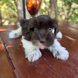 Socks Imported Champion Lines - Parti male Miniature Schnauzer puppy in Saratoga Springs, Utah from Happy Beard Schnauzers
